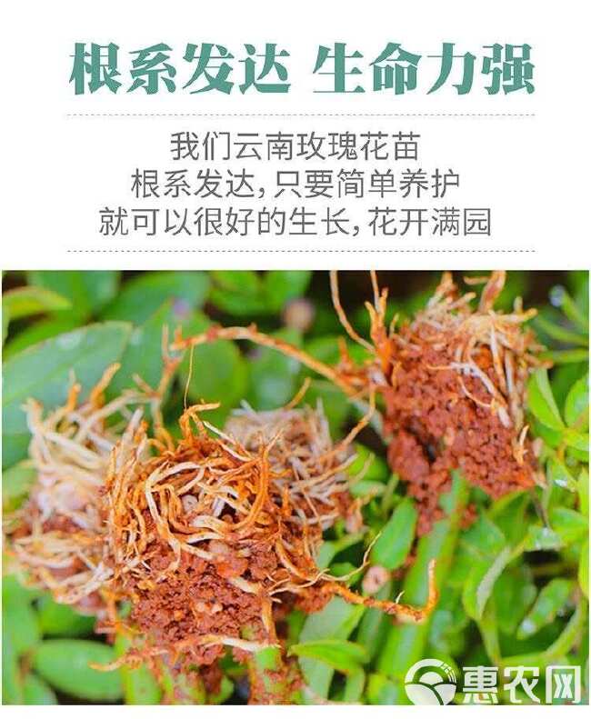 云南昆明基地直供【骄傲】大花月季小苗扦插苗鲜切花种苗四季开花