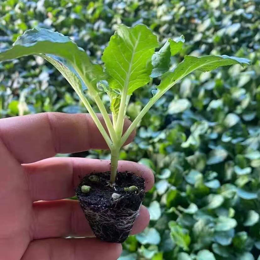 牛心甘蓝苗秧苗包菜卷心苗秋冬耐寒有机蔬菜苗越冬早熟高量卷心菜