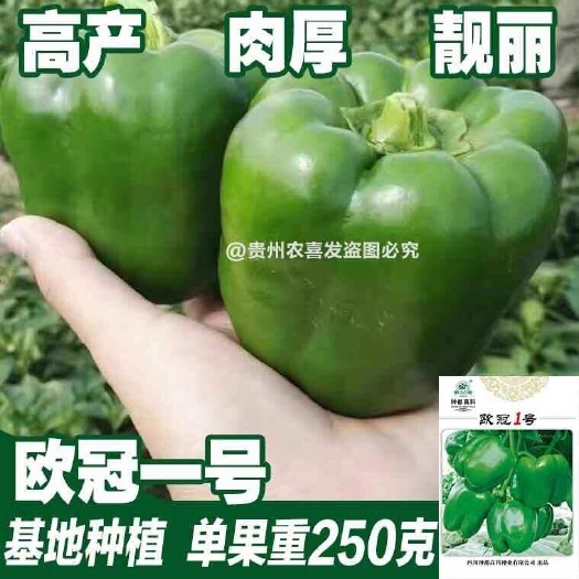 凯里市种都特大甜椒种子大椒青椒灯笼椒菜椒辣椒种子 春秋冬季蔬菜种子