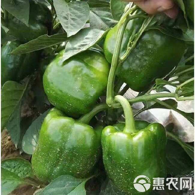 种都特大甜椒种子大椒青椒灯笼椒菜椒辣椒种子 春秋冬季蔬菜种子