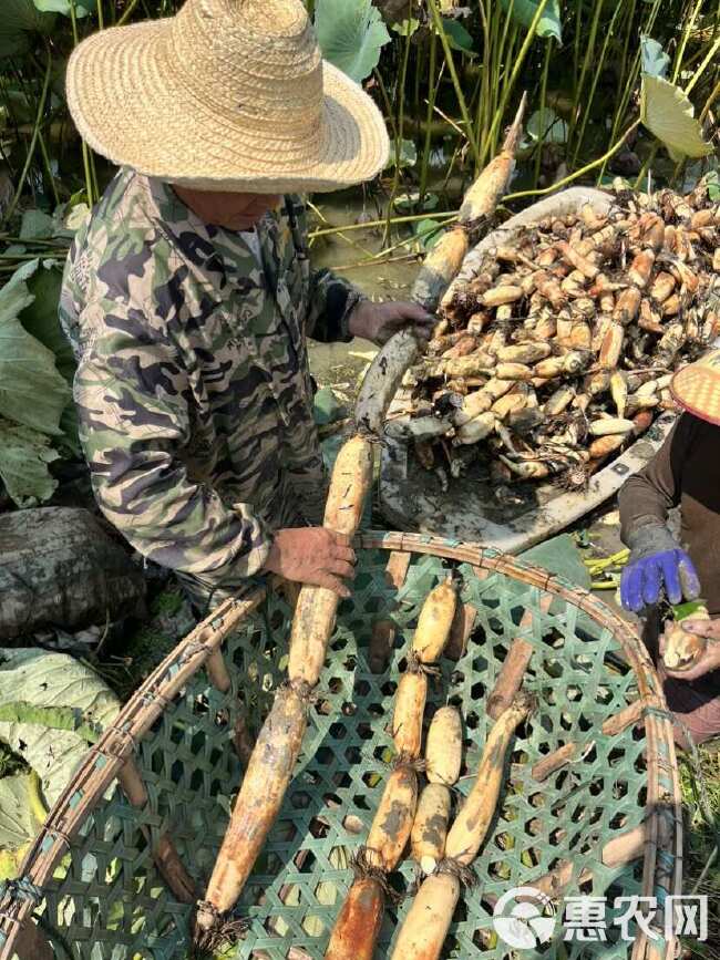 洪湖煨汤粉藕，原产地自采直销