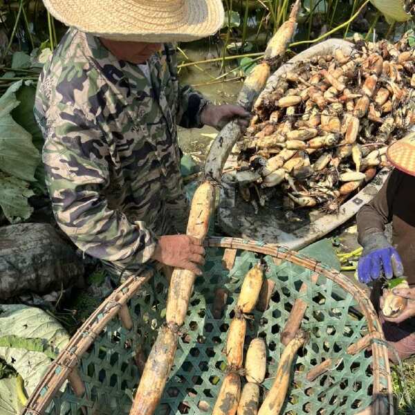 洪湖煨汤粉藕，原产地自采直销