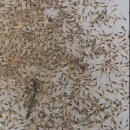 沭阳县澳洲淡水龙虾易成活公分苗澳龙虾苗淡水养殖水产鲜活蓝色小龙虾