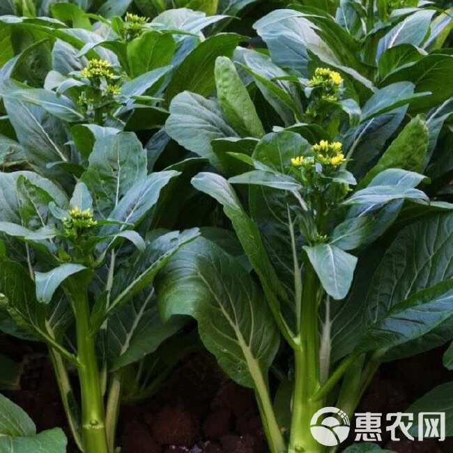 青崎菜心广东油青甜菜心种子四季甜菜心种子蔬菜青菜心蔬菜种子