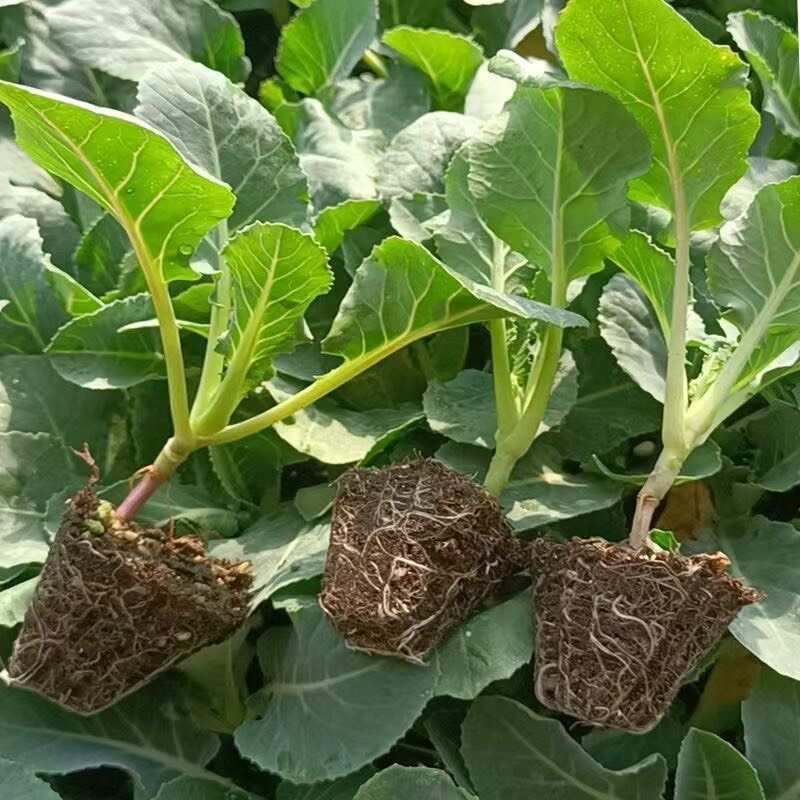 牛心甘蓝苗秧苗包菜卷心苗秋冬耐寒有机蔬菜苗越冬早熟高量卷心菜