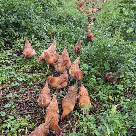 410日龄老母鸡 肉质美味 深山散养