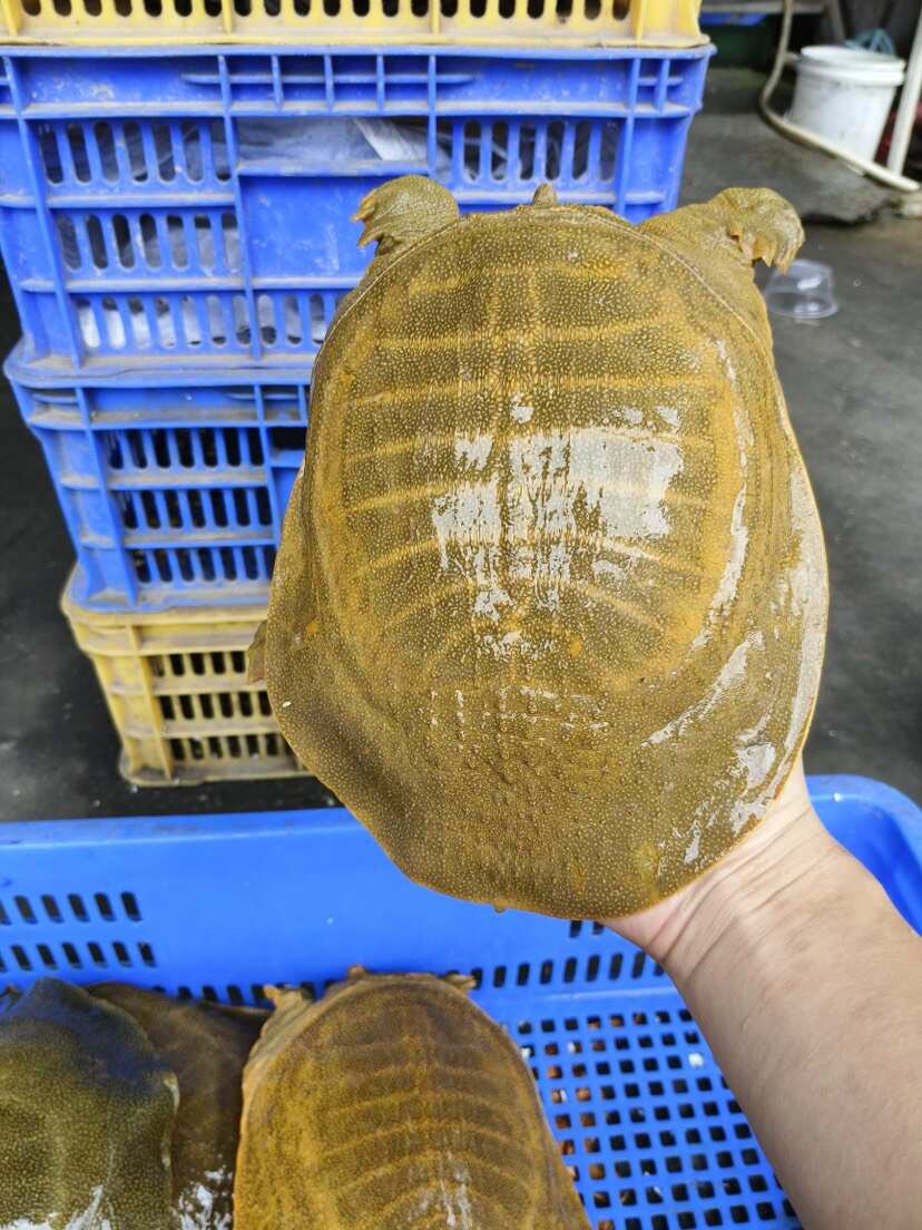 外塘散养黄沙鳖，公鱼