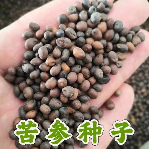 苦参种子 新产苦参籽 发芽率高 提供种植技术好管理