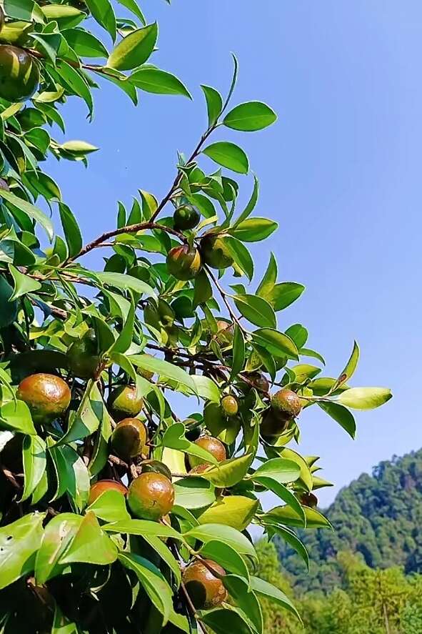 茶籽果茶油果新鮮大量上市，歡迎選購合作