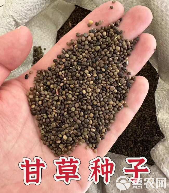 甘草种子 精选纯新甘草籽 发芽率高 种植简单好管理