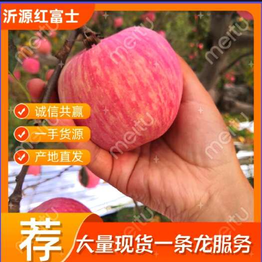 沂源县山东原产地红富士苹果 产地直发