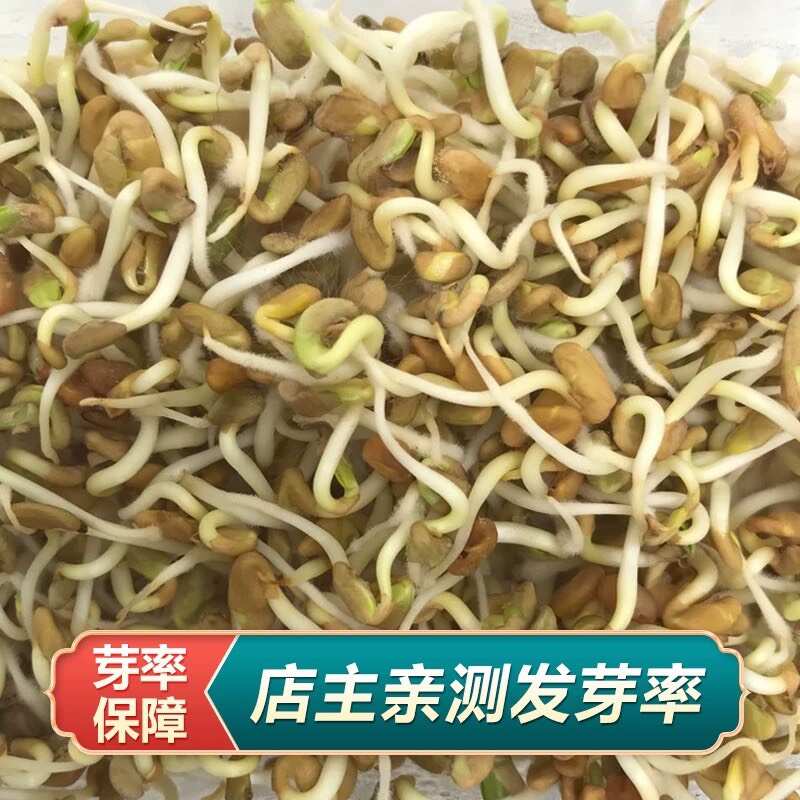 甘草种子 野生甘草籽 耐寒耐干旱 提供种植技术 可回收产品