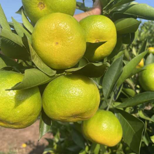 资阳特早蜜桔500万斤大量上市欢迎老板联系