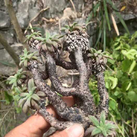 山麒麟  鹿角草