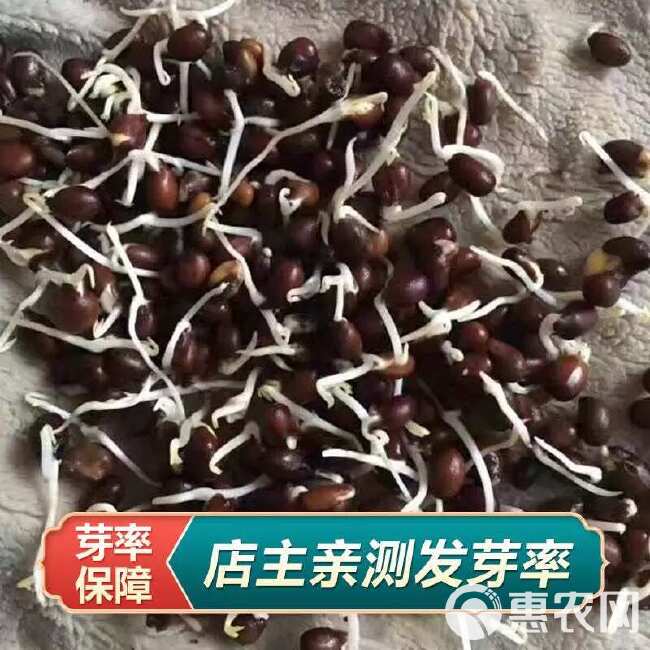 苦参种子 当年新籽包发芽 种植简单好管理 耐寒耐干旱