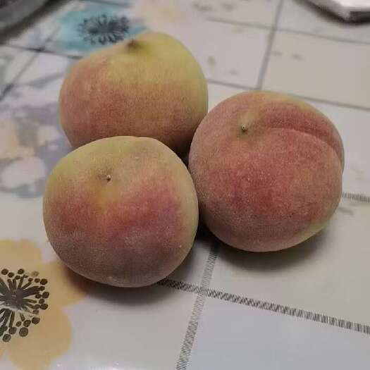 青州市蜜桃