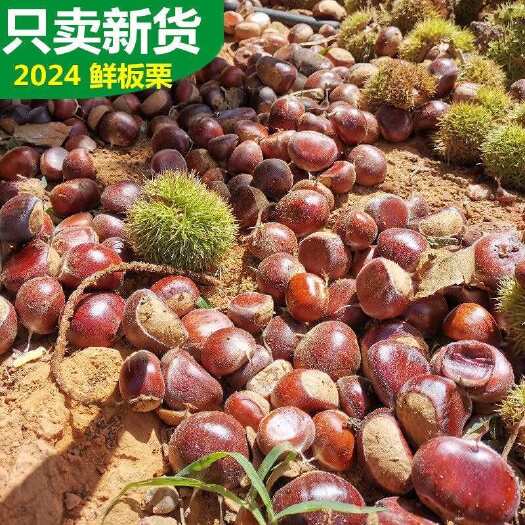 遵化市燕山高山板栗