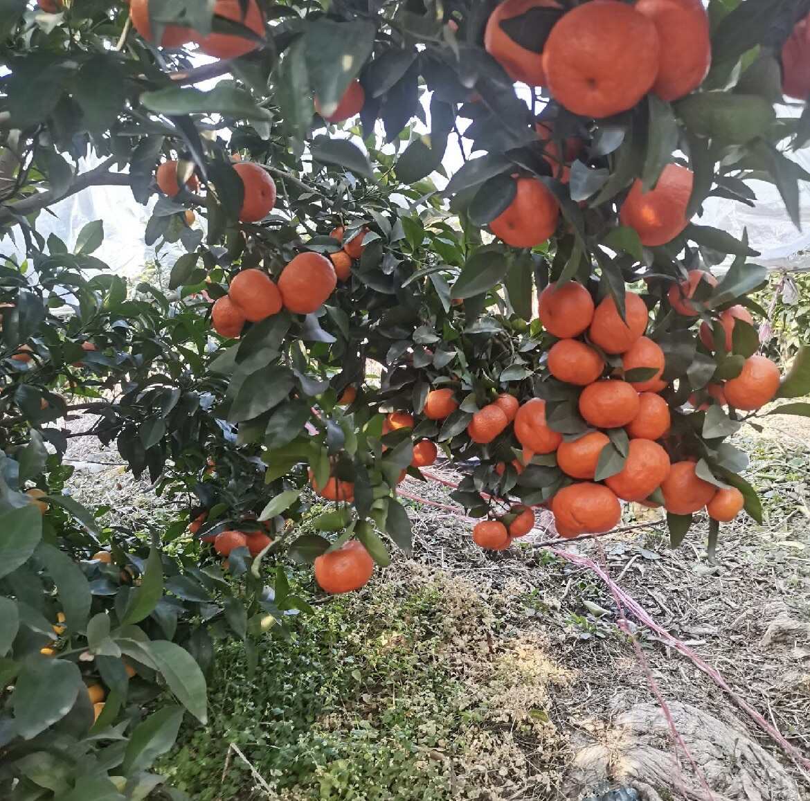 广西沙糖桔口感纯甜，柔软多汁，皮薄肉嫩，风味浓郁甜蜜回味无穷