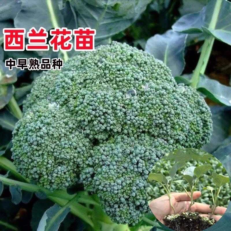 西兰花秧苗有机菜花秧苗青梗花菜松花菜盆栽有机绿色蔬菜盆栽秧苗