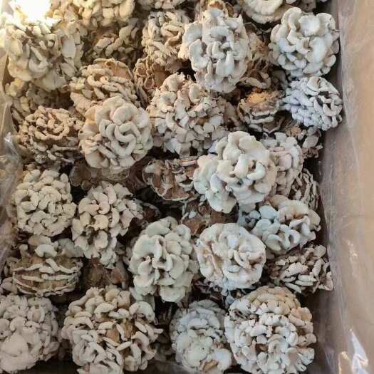 昆明云南一手货源白参菌