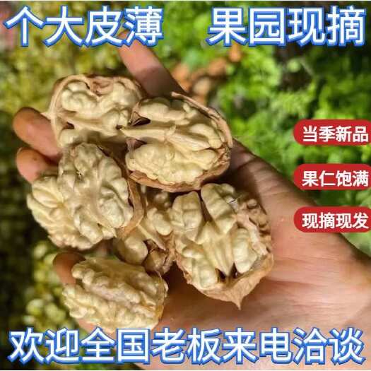 漾濞县云南新鲜去青皮核桃现货2024 现摘现发，欢迎联系