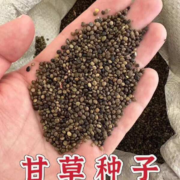 甘草种子 精选纯新甘草籽 发芽率高 种植简单好管理