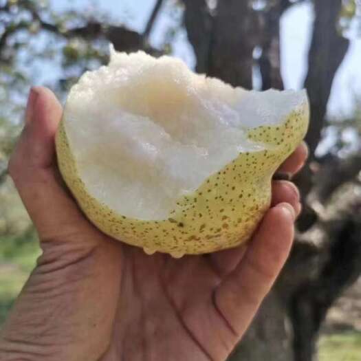 宁陵县宁陵酥梨，皮薄汁多，又脆又甜
