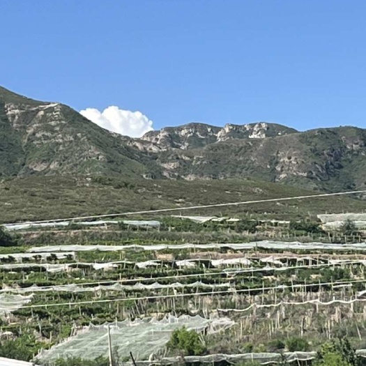 涿鹿县龙眼葡萄