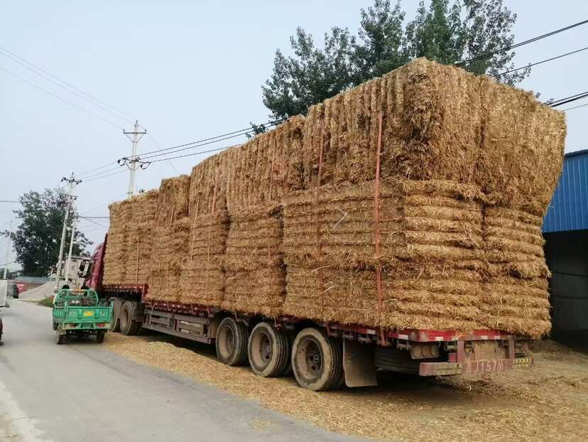 精品牛羊饲料草二次加压