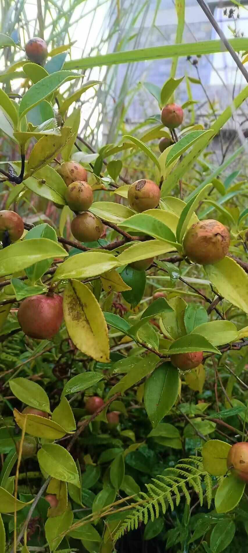 油茶果