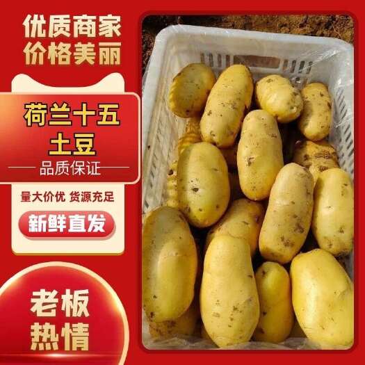沂源县荷兰15号土豆  优质货源  产地直发 量大价优