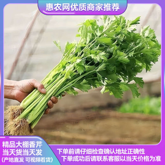 精品香芹 淮安小香芹 一手货源 产地直供 货发全国 品质保证