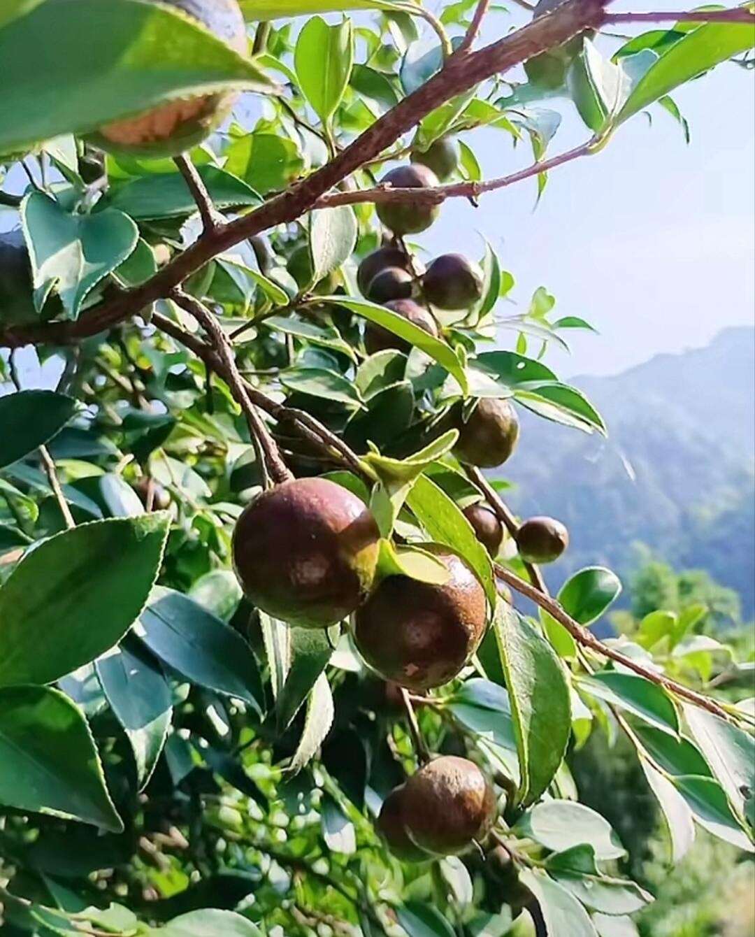 茶籽果茶油果新鮮大量上市，歡迎選購合作