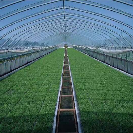 沭阳县蔬菜大棚批发