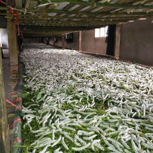 寻甸县纯手工蚕丝被