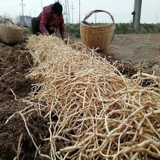 贵州自家种植折耳根 香味独特 价格优惠