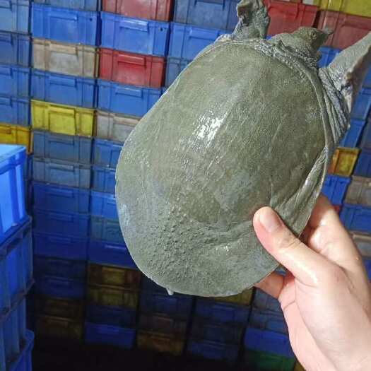 广州外塘青背白底甲鱼