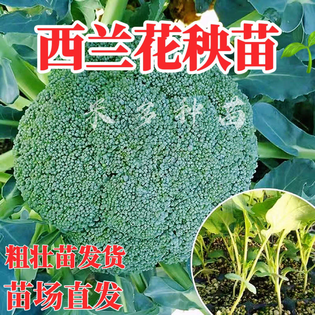 西兰花秧苗有机菜花秧苗青梗花菜松花菜盆栽有机绿色蔬菜盆栽秧苗