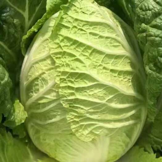 昆明高原山地白菜