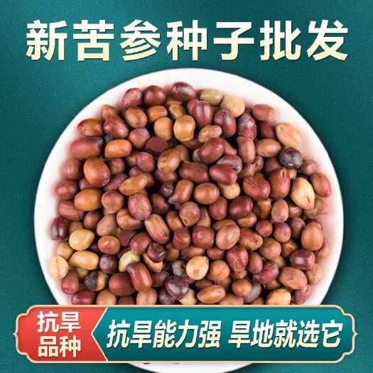 安国市苦参种子 当年新籽包发芽 种植简单好管理 耐寒耐干旱