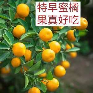宜昌特早蜜桔，叶桔，无中间商，无代办费。