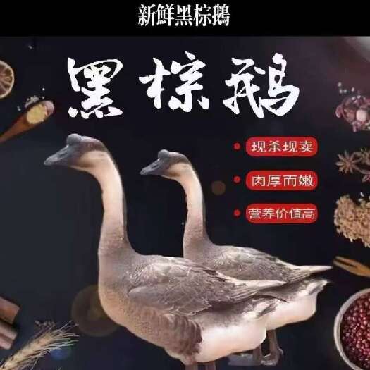 黑棕鹅