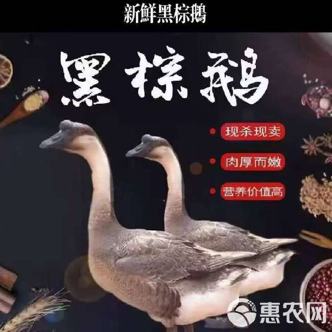 黑棕鹅