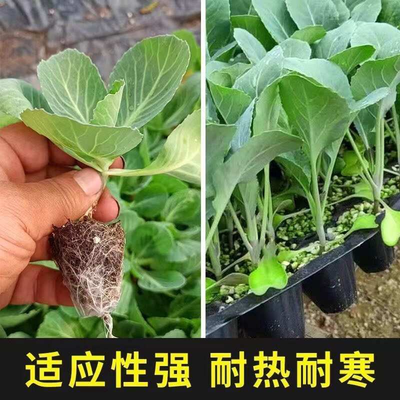 西兰花秧苗有机菜花秧苗青梗花菜松花菜盆栽有机绿色蔬菜盆栽秧苗