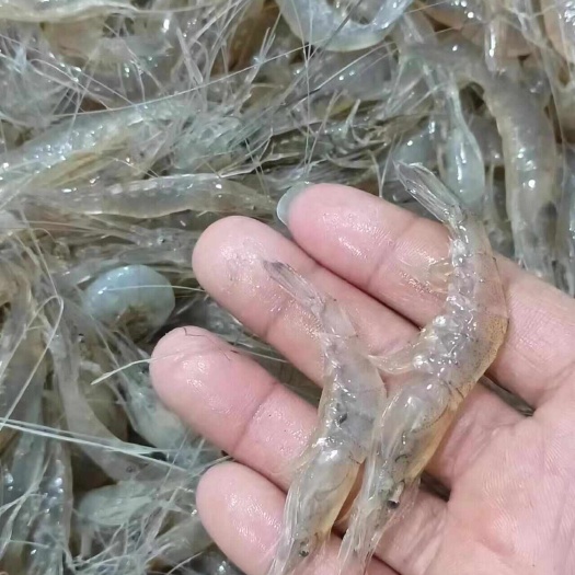 济源市米虾