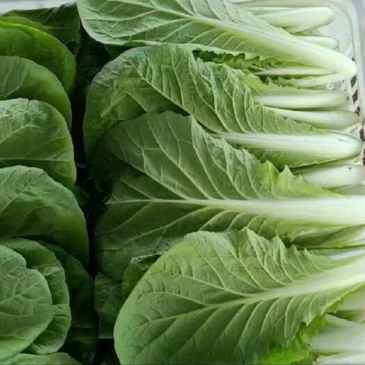 荥阳市小白菜，奶白菜，快菜，精品质量，物美价廉，产地常年供货，