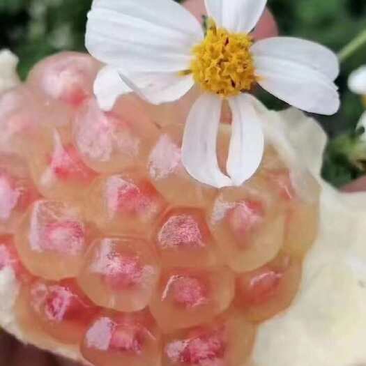 蒙自市云南红河蒙自绿籽石榴