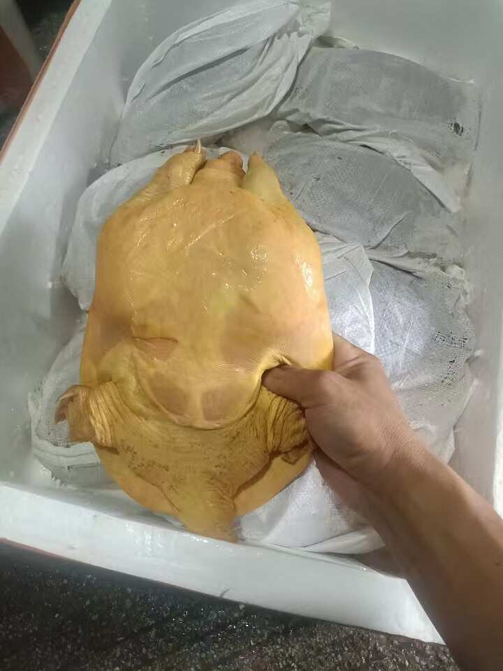 外塘散养黄沙鳖，公鱼
