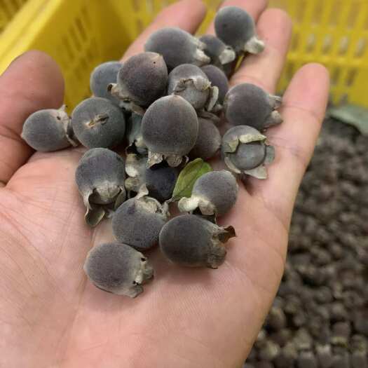连南县新鲜山捻子（桃金娘），每天采摘，大量下山，量大价优！