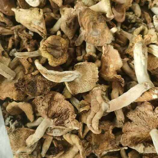 旬阳市秦岭白牛肝菌美味牛肝菌干货批发，新货批发零售，统货选货都有